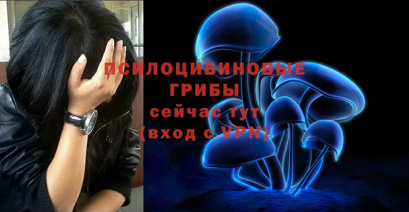 Галлюциногенные грибы Psilocybe  Дорогобуж 